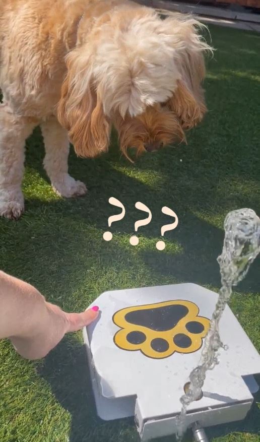 Pet-Controlled Water Fountain