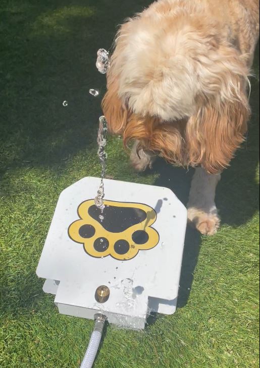 Pet-Controlled Water Fountain