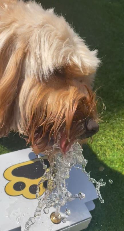 Pet-Controlled Water Fountain