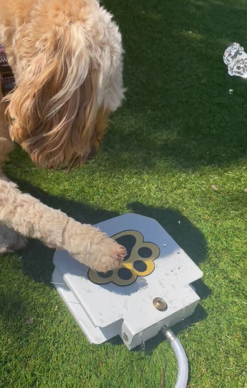 Pet-Controlled Water Fountain