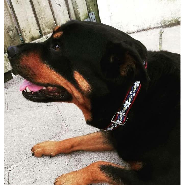 Durable Designer Dog Collar No. 1l-8