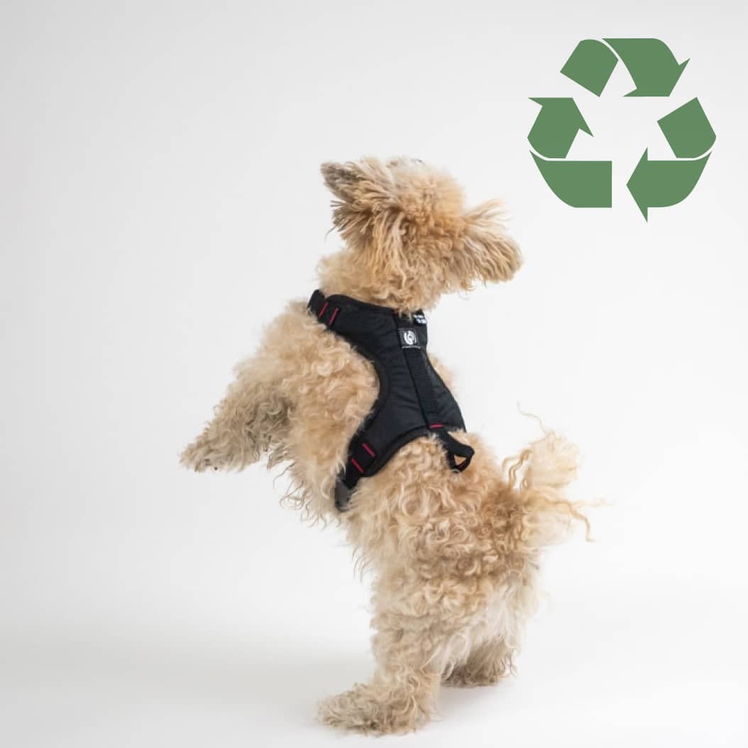 Harness for city dogs